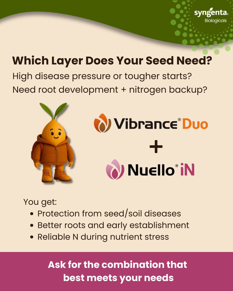 SyngentaUK's tweet photo. The best yields don't begin in spring - they begin from the seed! 🌱

Layer disease protection with NUELLO® iN so seed doesn't run short on nitrogen.

🧥 BERET® Gold + NUELLO® iN or 🧥🥾VIBRANCE® Duo + NUELLO® iN.

Ask which combination fits you.
#NUELLOiN #CerealCrops #UKFarming https://t.co/gQ6eE2pr1L