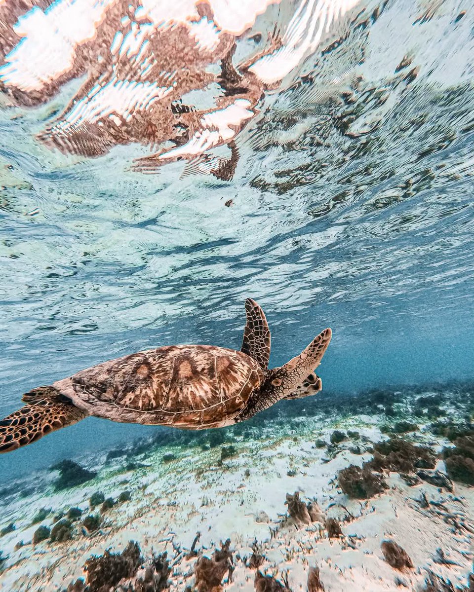 RepPlusUK's tweet photo. “Samoa takes the cake for best turtle snorkelling in the Pacific by far. Watching them graze, float, breathe, and simply coexist with us was one of the most surreal experiences of my life.” 

Credits: abbie gatherum (via IG)

#RepPlusClient https://t.co/ovQbjGgjLJ