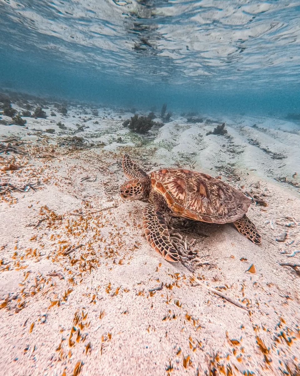 RepPlusUK's tweet photo. “Samoa takes the cake for best turtle snorkelling in the Pacific by far. Watching them graze, float, breathe, and simply coexist with us was one of the most surreal experiences of my life.” 

Credits: abbie gatherum (via IG)

#RepPlusClient https://t.co/ovQbjGgjLJ