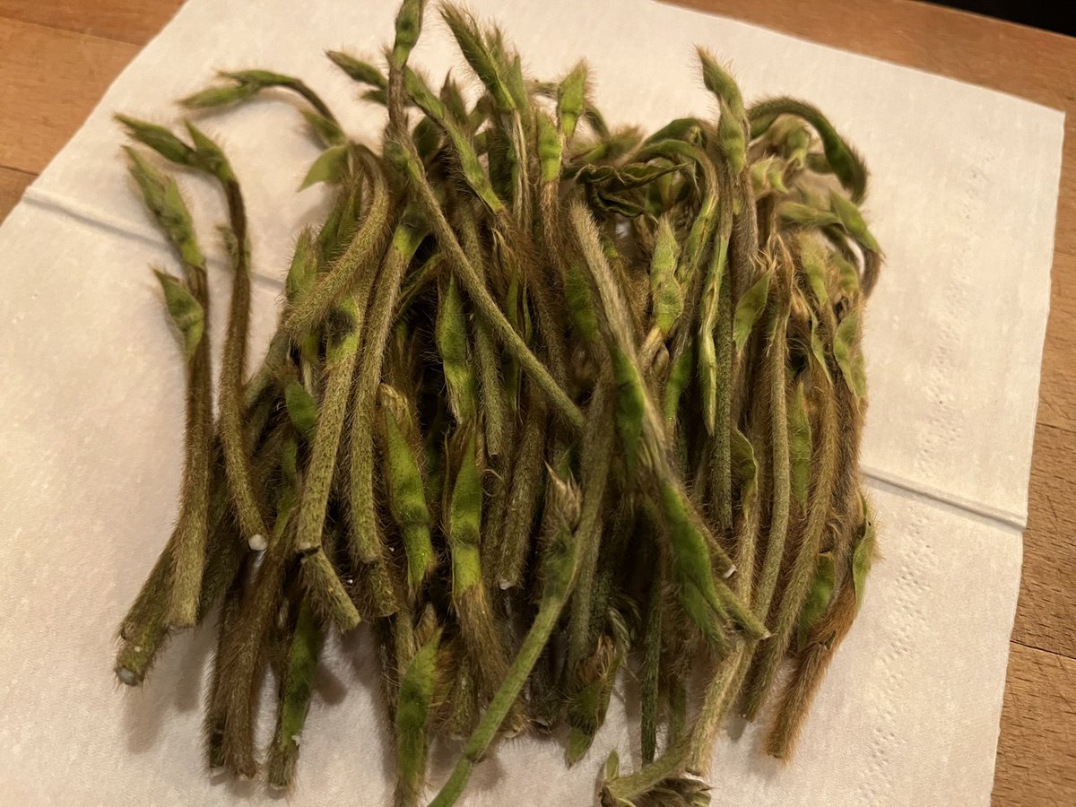 uj_com's tweet photo. 畑の脇や線路脇のフェンスなどあちこちではびこるこの蔓性の植物、タイワンクズ。食べると結構旨いと聞いて、散歩中に芽先を少し採取。生のまま天ぷらにしてみました。
で、これ、マジやばい、、、予想を超えてマジ旨い！
味はあまり主張がないけど、食感が絶妙。 https://t.co/jlrE2lBWGh