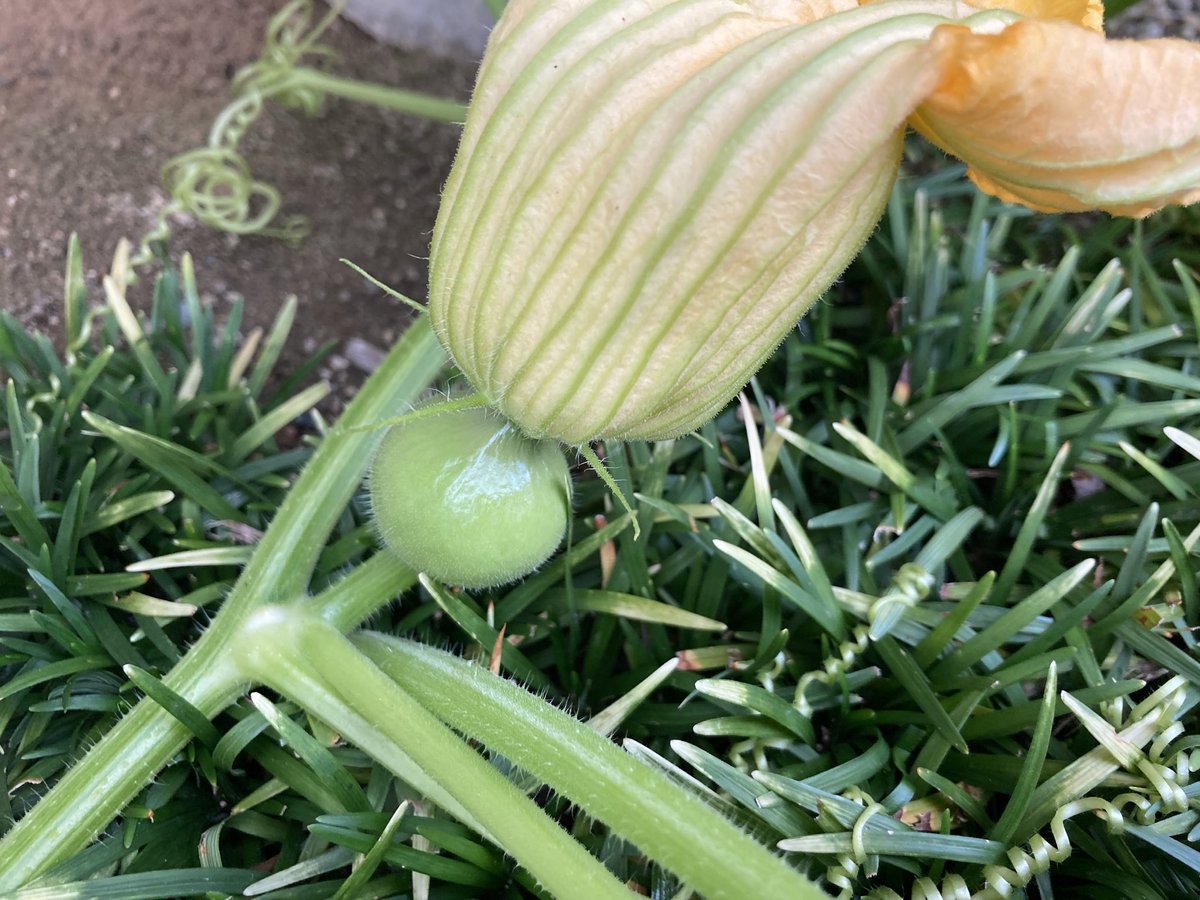0js7U's tweet photo. 義父から今年もこんなにデカデカのが届きました🎃私の方は今朝やっと雌花が咲いたので受粉したところ。無事に成長しますように🎃
庭のトマトとバジルがいい感じだったので冷静パスタに🍝モッツァレラも入れたらお店の味に近づいたような…今日は一人でのんびり。誰かに食べて欲しいな🤭 https://t.co/gMHIfn1Emo
