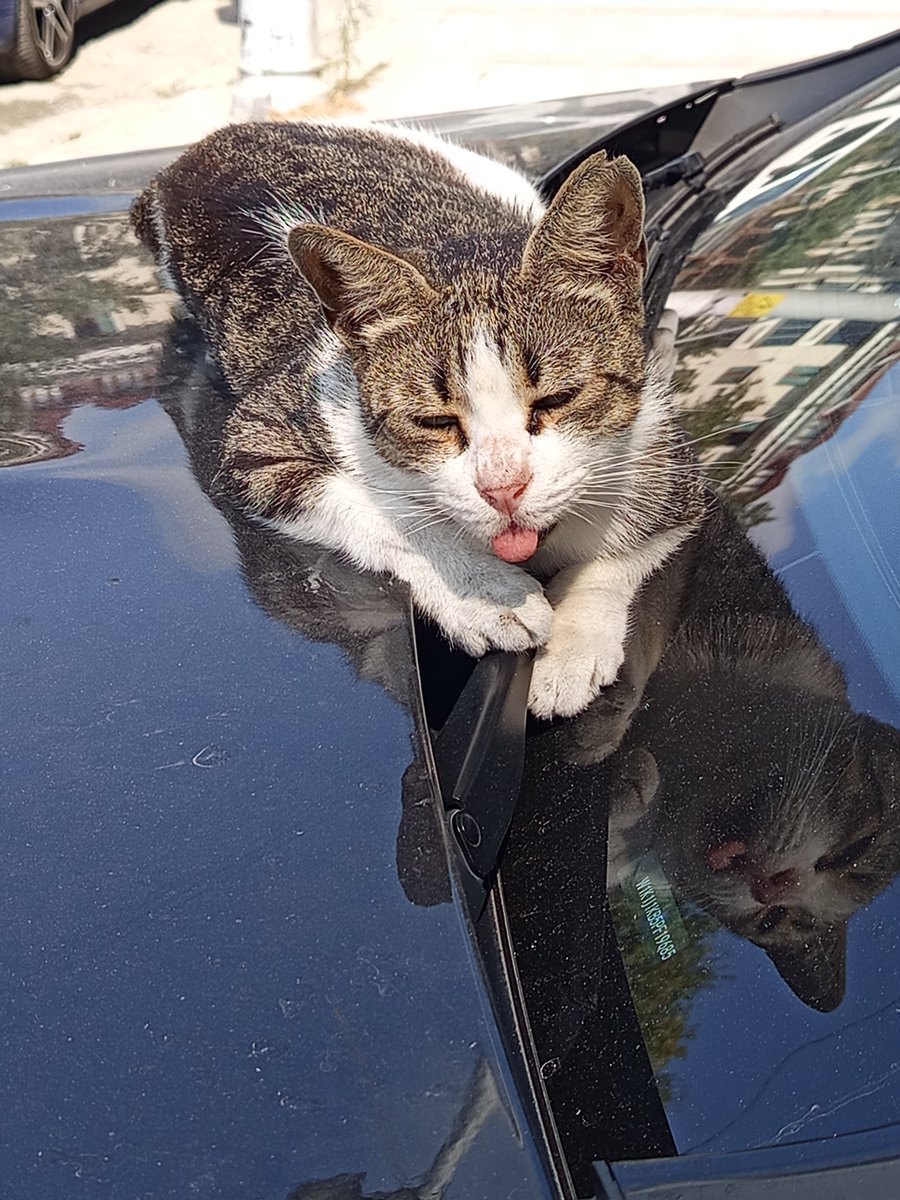 _DenizR's tweet photo. Bütün planlarım bozulunca verdiğim o profesyonel tepki: 👅😌
Günaydın 🐱 https://t.co/J1LkFOFdOL