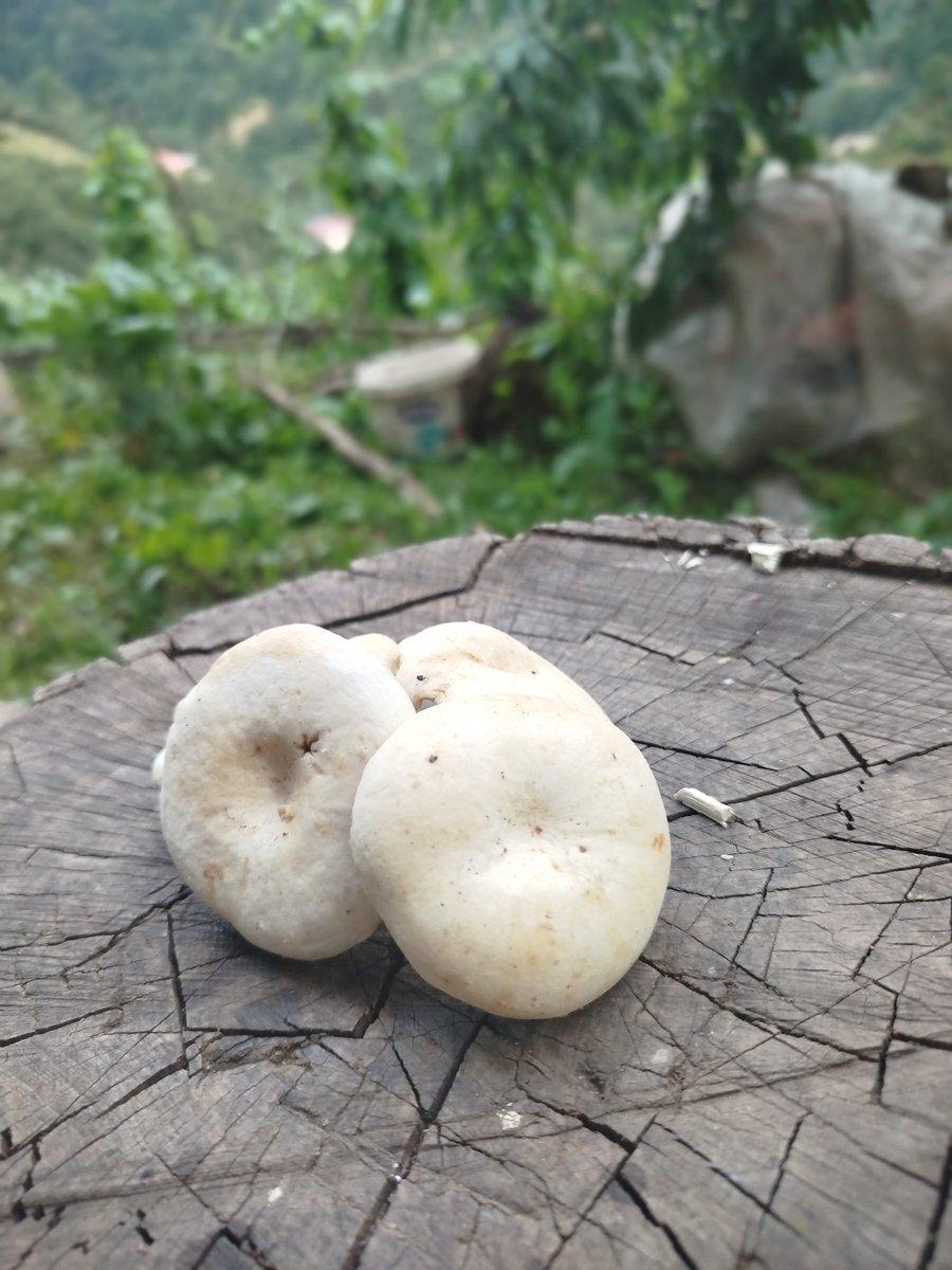 cepnii_28's tweet photo. Ormandan gelen güzellik 🥰🍄 https://t.co/IKdtEo042j
