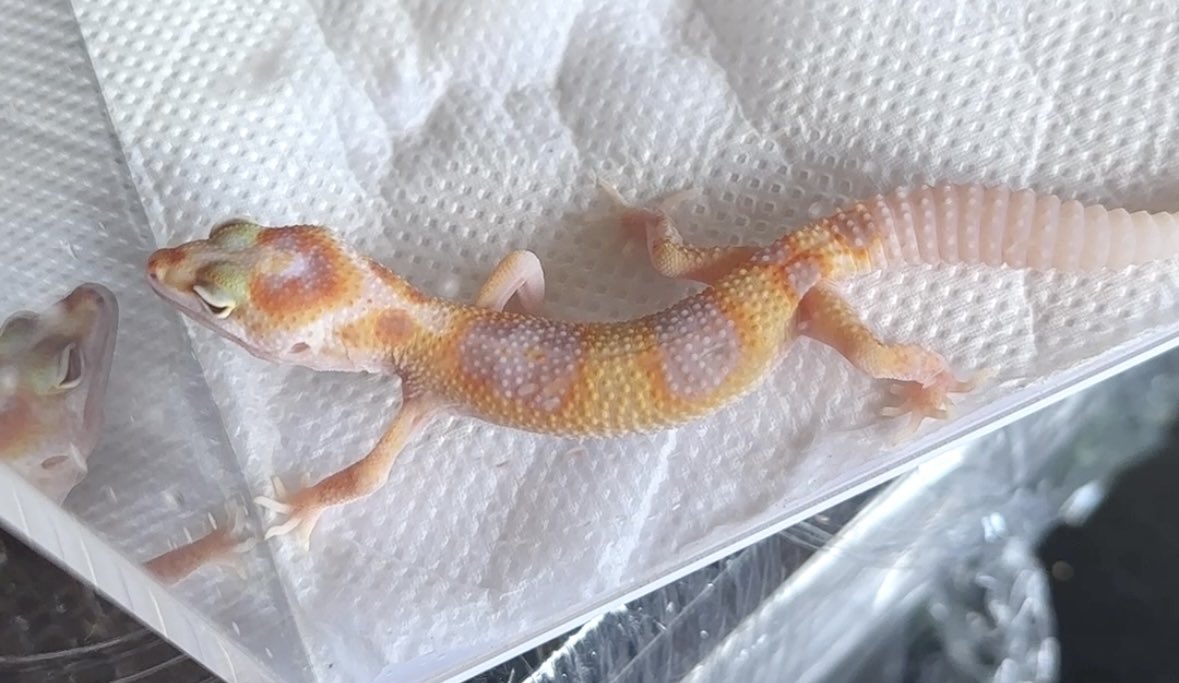 polyp_reptiles's tweet photo. BOお迎え
ブースに行った瞬間絶対好きな子いるよ！ってアーロンさんに見せてもらった子🦎
バーミリオンラプターゴーストエニグマ
レーダーはいっぱいいるけど何気に初ラプター😎
この子生まれた瞬間顔が浮かんだとも言われました😂
えぇ、好きですとも🤣
いつもありがとうございます✨
#レオパ https://t.co/QC6cTGtI7g
