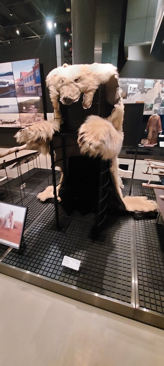 Lillian_Addict's tweet photo. 🐻‍❄️ https://t.co/1RuwPdvn2Z