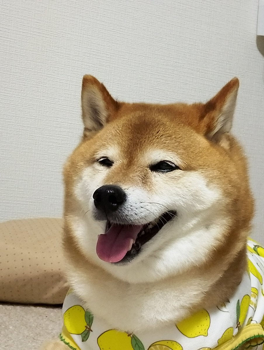 nr2886's tweet photo. @YuuAmn_ftnks 茶柴ですよ～🦮 https://t.co/vsxpGY6TgB