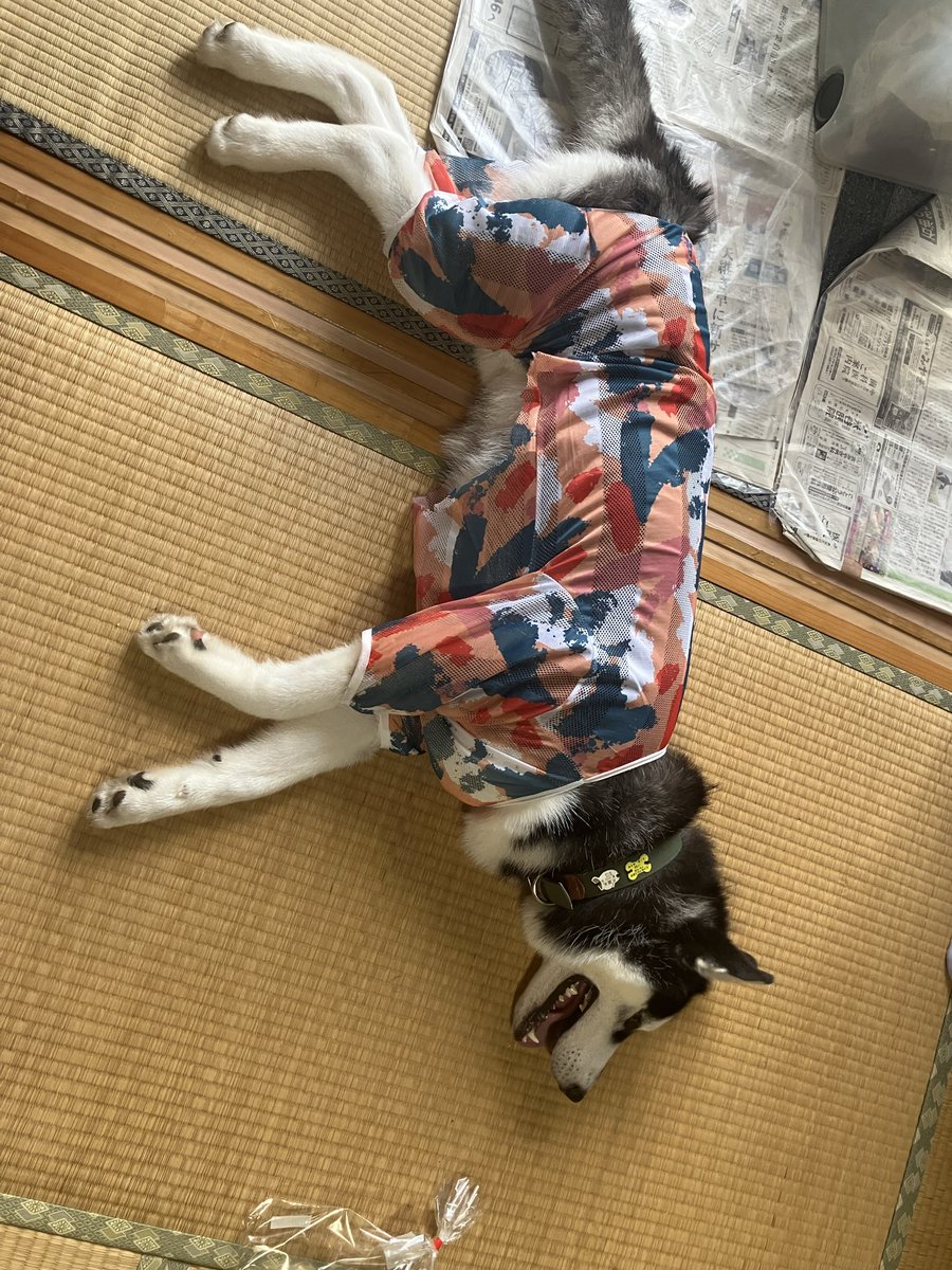 kkk_aot's tweet photo. 実家でくつろぐイッヌ🐺

みんなに構ってもらえて
満足らしいですw https://t.co/NAaEm02b4x