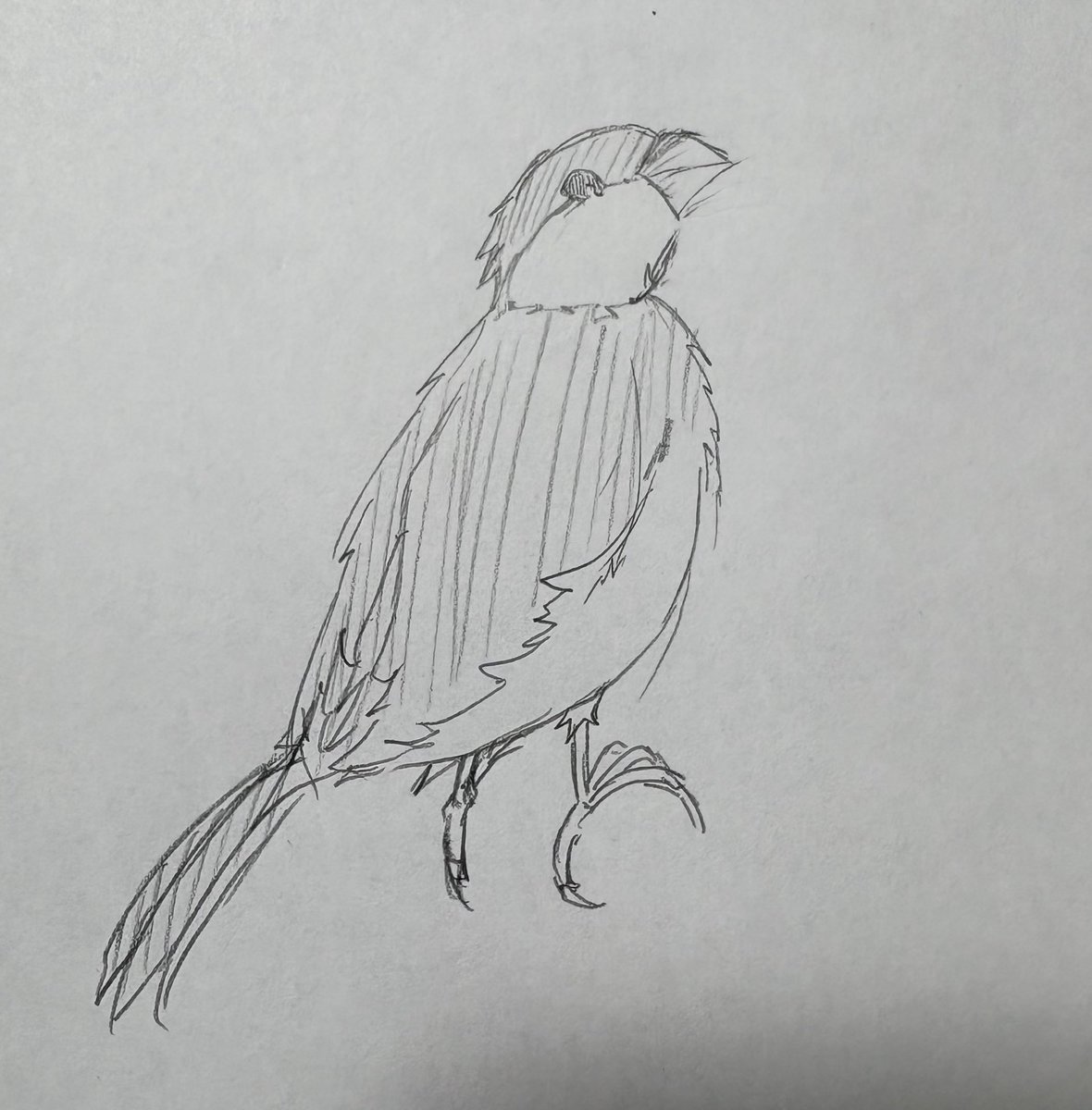 nolamilai's tweet photo. 記憶を頼りに描いた白文鳥（初描き）と、動き回るシルバー文鳥を見ながら描きました！ https://t.co/ZhHqj0WYpx