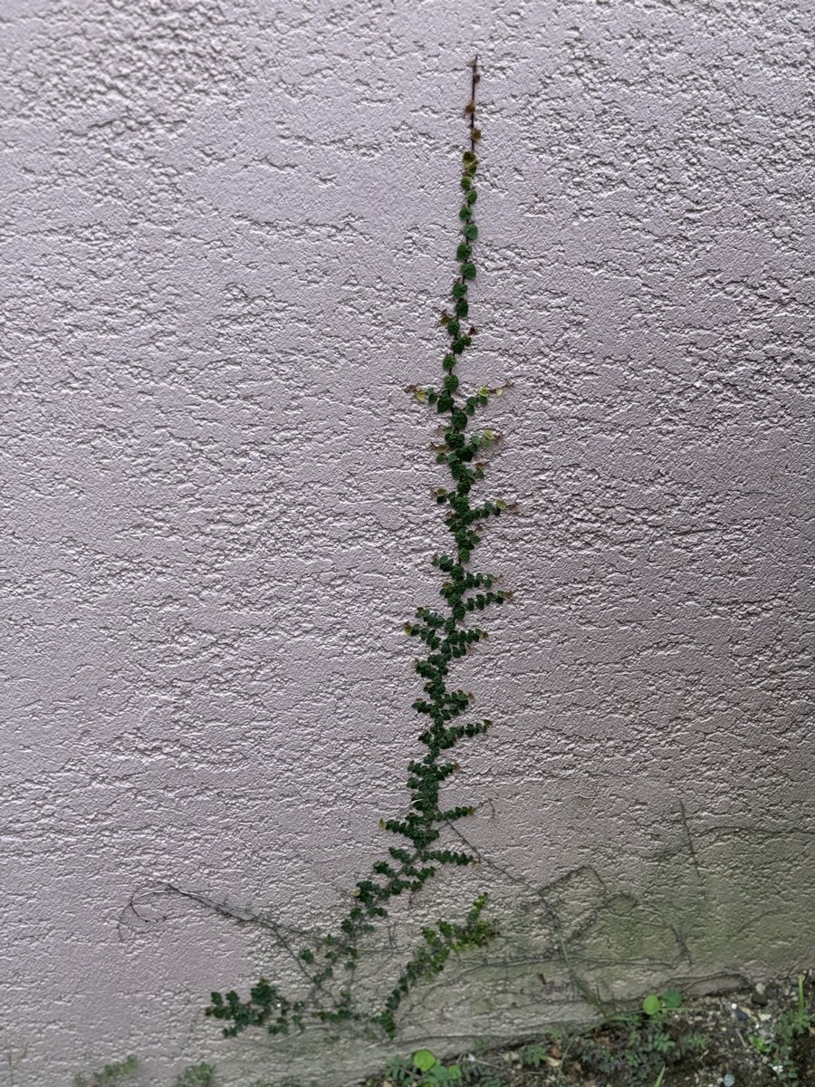 _1010xp's tweet photo. 旅行来ておもしろい植物ばかり写真撮ってる https://t.co/FBlp9jJHfc