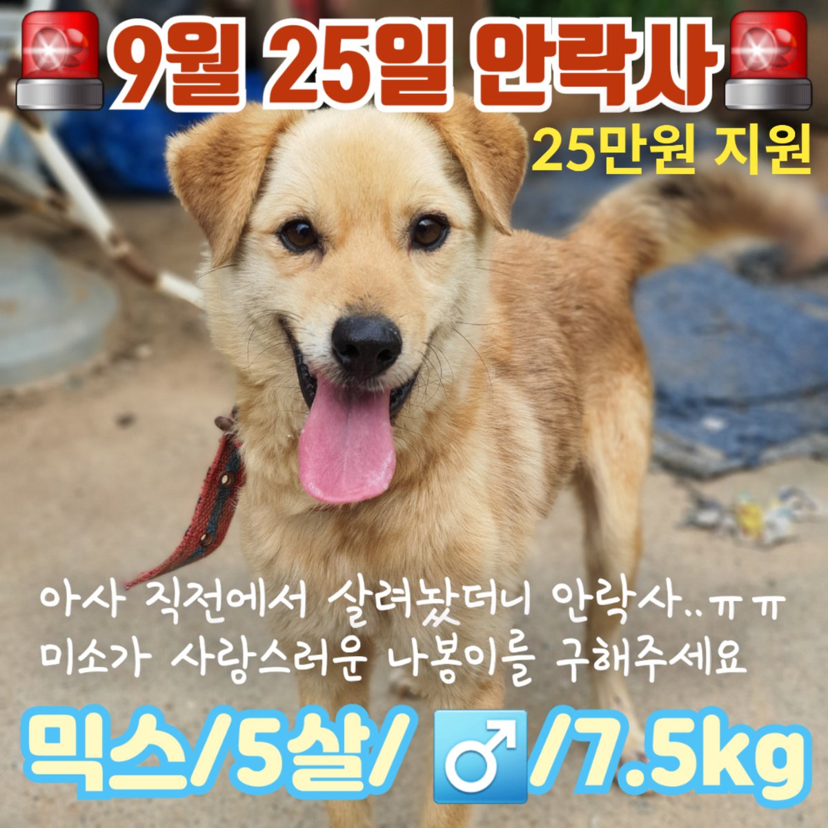 nabong_0928's tweet photo. 여전한 멍멍이 https://t.co/hDr9lwLrRn