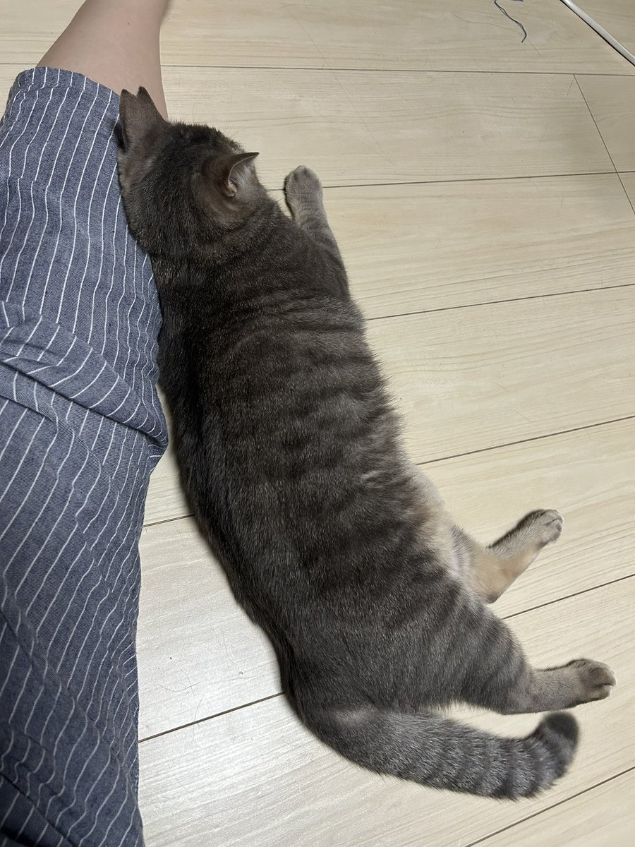 yunoneko9's tweet photo. 元野良猫の気持ちがわからない。
どーされたいん？？🐈‍⬛ https://t.co/J0H7A681R4
