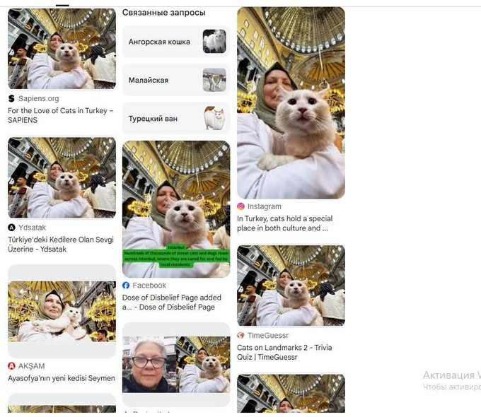 goatOnChainn's tweet photo. Has to be the cat day runner 

Literally everyone is posting this cat for the national cat day and i found the name of the cat

https://t.co/ykBRmmowR8

https://t.co/ljIMM3g3CL https://t.co/Uh26Z1crAb