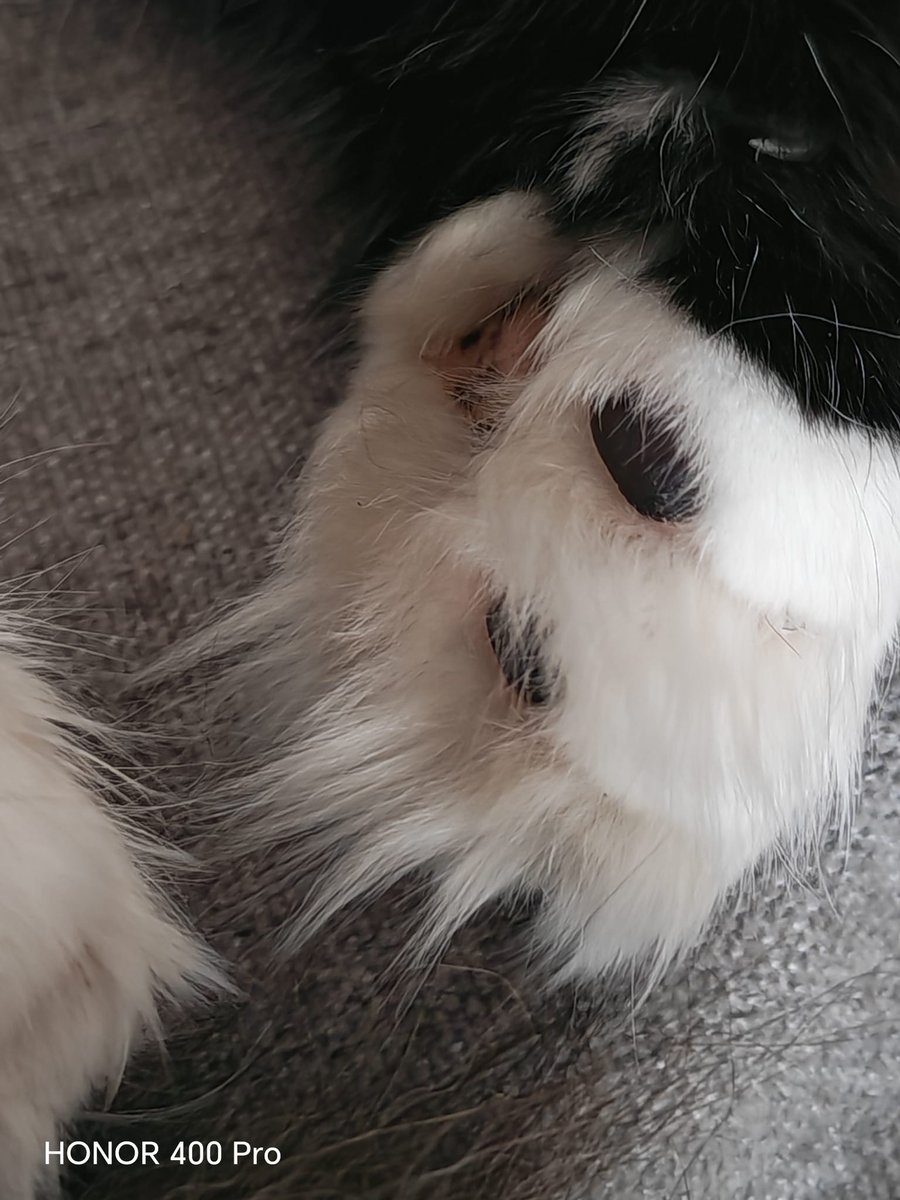 HayeNoWayJose's tweet photo. I'm in the mood for cat pheet 😝 she's so flipping cute lol 🐱😻😹❤️
#catneice #pheet #cattuesday https://t.co/f3IuruslQx