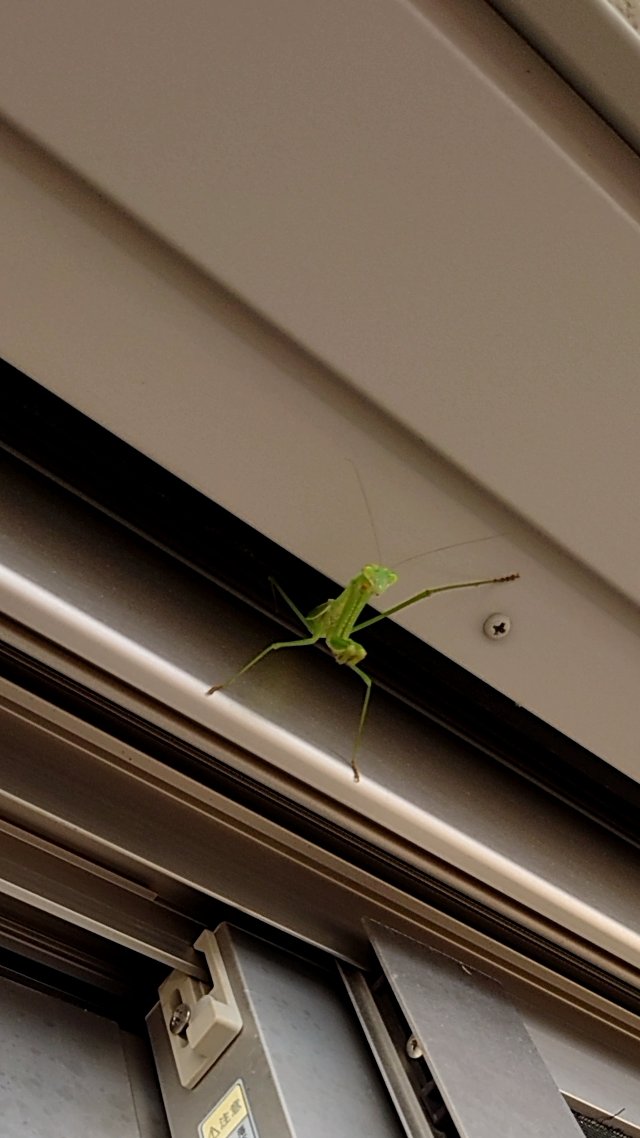 ab_cetc's tweet photo. 夏場のベランダは、背後から感じる視線が怖いですよね😱
捕まえて公園に逃がしました☺️
#夏 https://t.co/nJxk2VfNSD