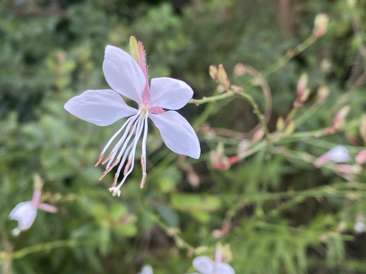 UojY4's tweet photo. 京都・美山道の駅で見つけたハクチョウソウと紫式部♡
白蝶草の花言葉は「清楚」
白い蝶🦋のような可憐な花が風に揺れて���く姿から✨
ﾑﾗｻｷｼｷﾌﾞの花言葉は「上品」「聡明」「愛され上手」
推しの貴方にピッタリね🥰
誰からも愛され尊敬される俳優　#三浦春馬
8月11日 https://t.co/pXeOjeuJlm