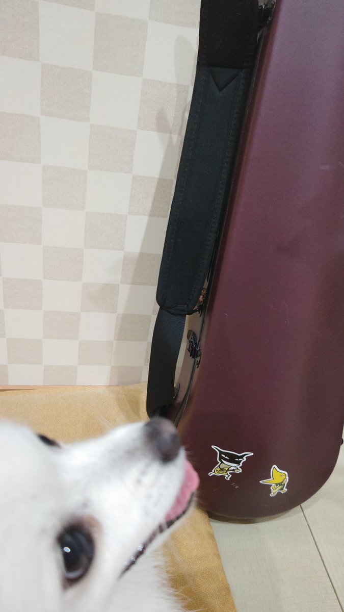 a5370692's tweet photo. さりは、バンドを結成することにしました！
バンド名だけ決めました！
名前はスピッツです😊
メンバー募集中です✨️
#日本スピッツ
#アランジアロンゾ https://t.co/eeHVCDapK3