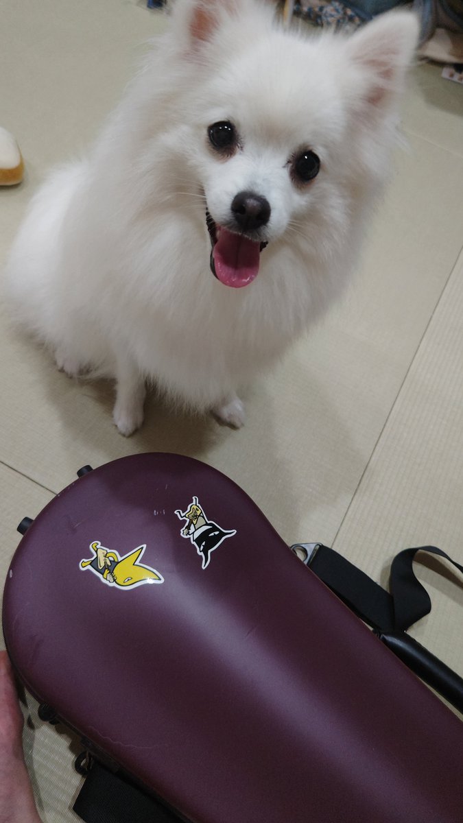 a5370692's tweet photo. さりは、バンドを結成することにしました！
バンド名だけ決めました！
名前はスピッツです😊
メンバー募集中です✨️
#日本スピッツ
#アランジアロンゾ https://t.co/eeHVCDapK3