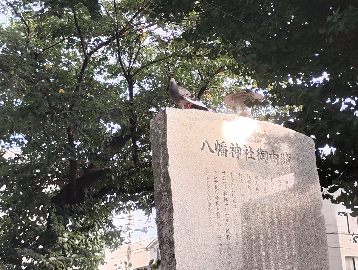 fw5429's tweet photo. 上田端八幡神社　田端八幡神社
全生庵の幽霊画展を鑑賞後、田端方面へ。上田端八幡神社と田端八幡神社を参拝。田端周辺をこんなに歩いたのは初めてかもしれません。八幡神社の碑に１羽だけ鳩が。何か縁起が良さそうな気がします。社務所がしまっていましたので、御朱印はいただいておりません。
＃田端 https://t.co/aykqhlDXfz