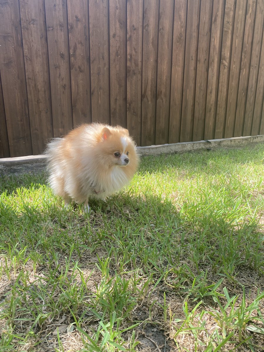 tabbyykitty's tweet photo. he lumpin https://t.co/ohDWdhCEqE