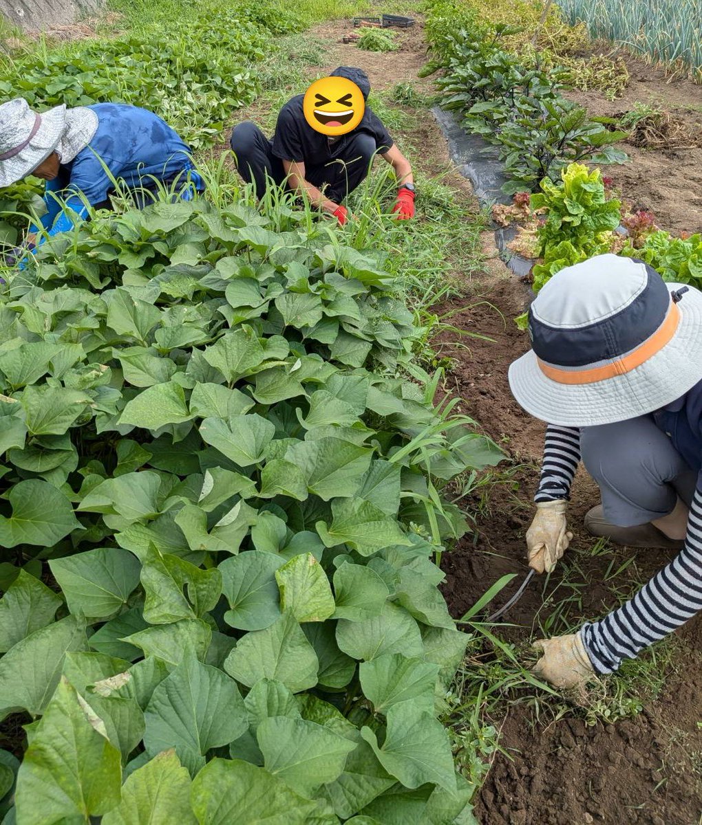 ffwpuSUWA's tweet photo. 8月1日(土)

✳️プチ農業体験サークル✳️

人参🥕が実り割れてしまいサークルの皆さんにSOSを出して収穫作業に集まって頂きました。
人参🥕とトウモロコシ🌽赤い品種のジャガイモのアンデスの試し堀りと夏野菜を収穫し、草取り作業を行いました。
甘いトウモロコシ🌽を蒸して頂きました。 https://t.co/N4lSO0Cn9i