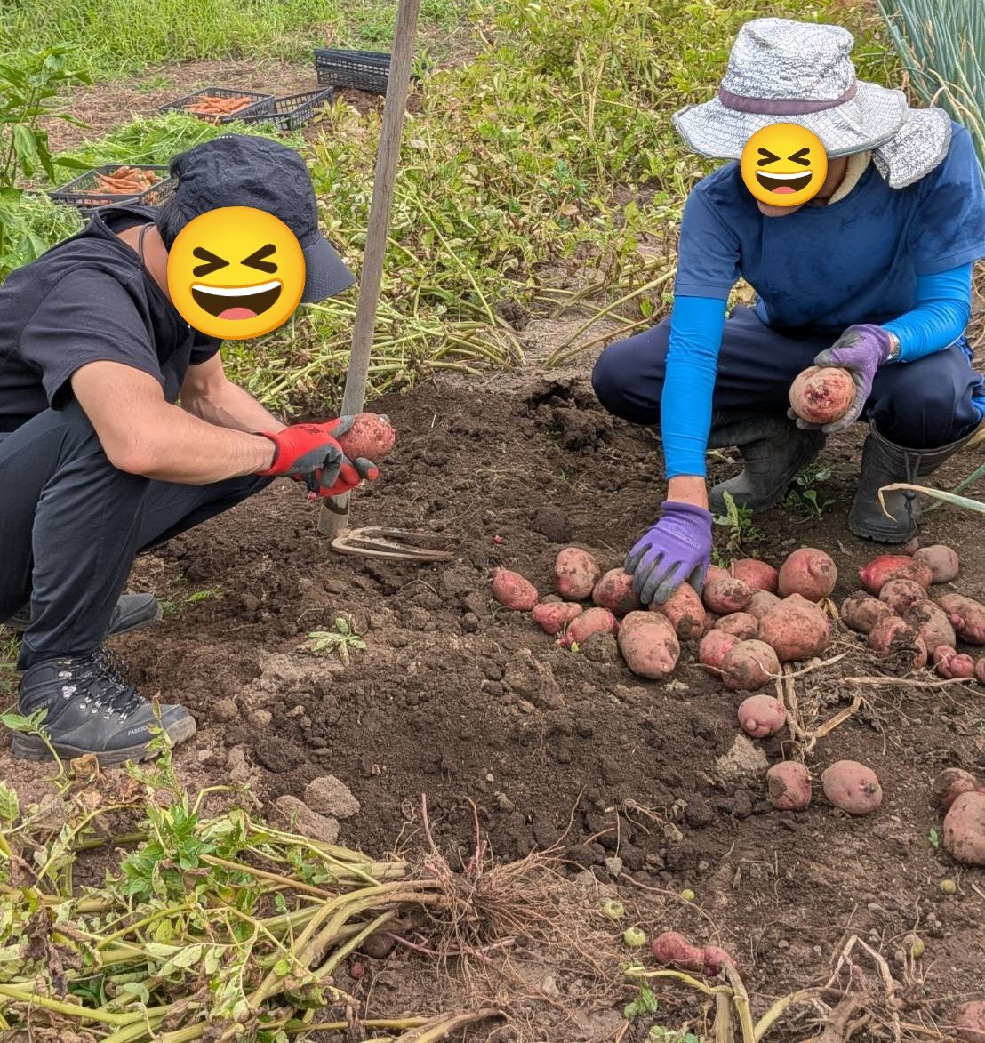 ffwpuSUWA's tweet photo. 8月1日(土)

✳️プチ農業体験サークル✳️

人参🥕が実り割れてしまいサークルの皆さんにSOSを出して収穫作業に集まって頂きました。
人参🥕とトウモロコシ🌽赤い品種のジャガイモのアンデスの試し堀りと夏野菜を収穫し、草取り作業を行いました。
甘いトウモロコシ🌽を蒸して頂きました。 https://t.co/N4lSO0Cn9i