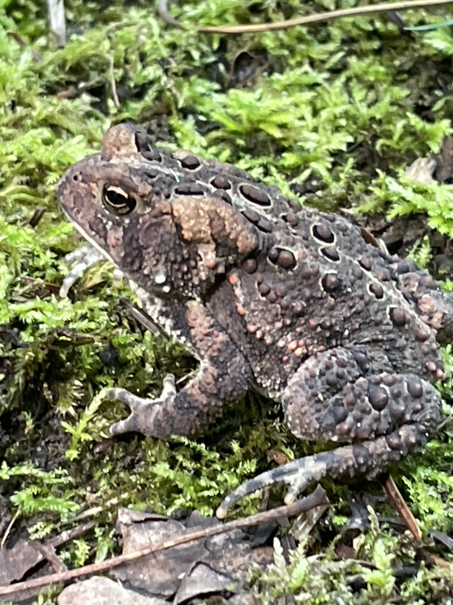 workinaway's tweet photo. Good morning friends ๐ฅฐ
Itโs #ToadTerrorTuesday with a bit of judgy side eye ๐ https://t.co/9zHbhUfK5v
