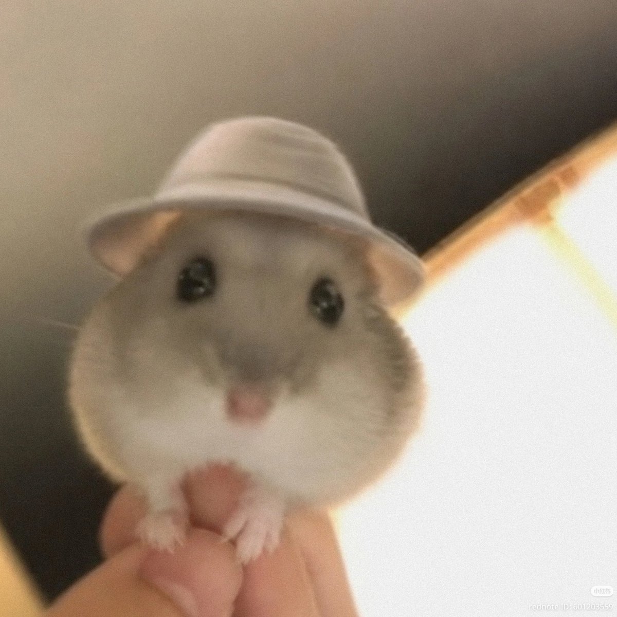 TweetsOfHamster's tweet photo. ᗜ֊ᗜ https://t.co/wlpZqjtuFA