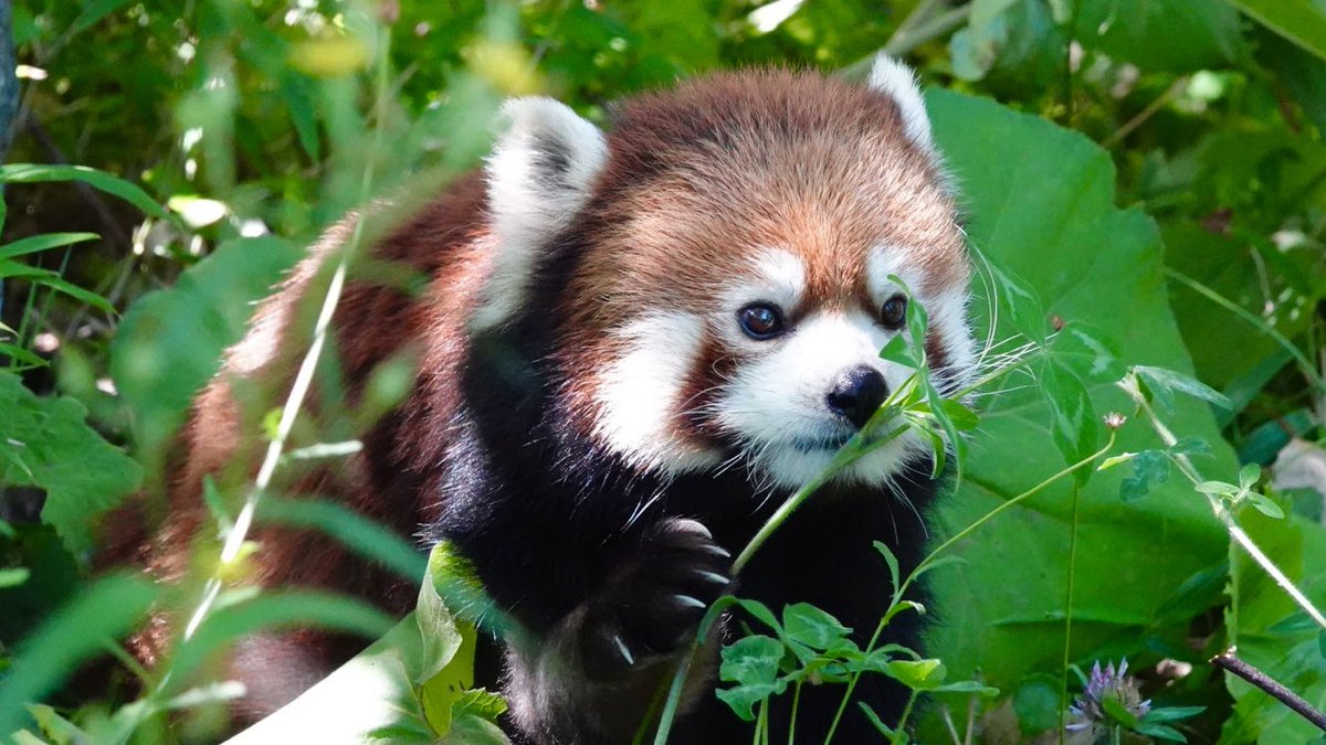 komabaZooPhoto's tweet photo. 「どれを食べようかしら」

#レッドパンダ #redpanda #レッサーパンダ #小百合 https://t.co/UCFokxIvnL