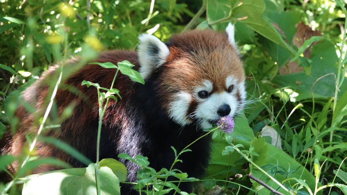 komabaZooPhoto's tweet photo. 「どれを食べようかしら」

#レッドパンダ #redpanda #レッサーパンダ #小百合 https://t.co/UCFokxIvnL