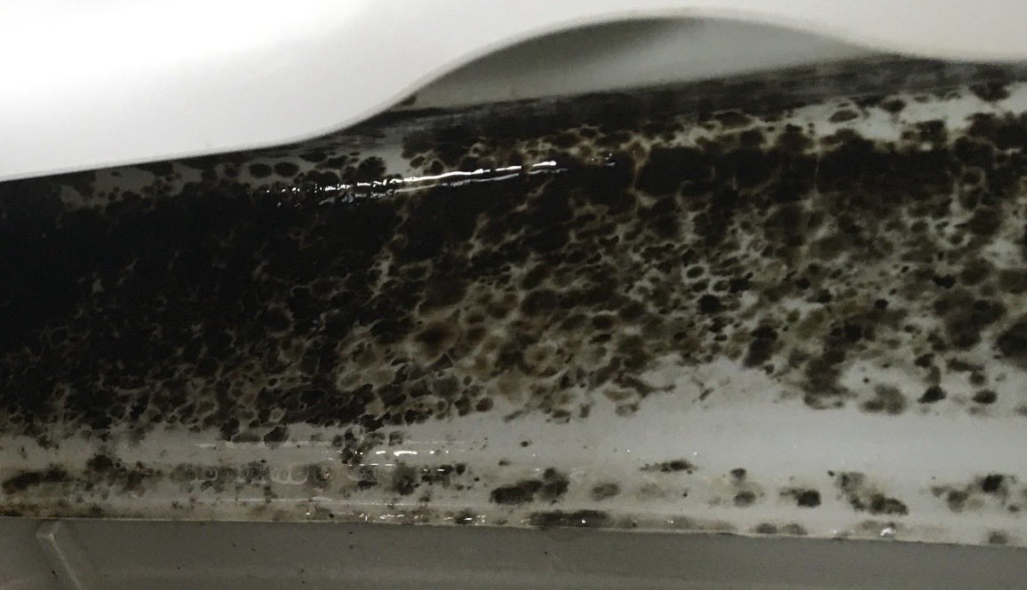 Wizer67's tweet photo. Post 115 

Meet Exophiala dermatitidis, a "black yeast" that loves heat. 

This extreme survivor is found in places like steam baths, dishwashers, and even on the rubber seals of your kitchen appliances.

#Mycology #IndoorAirQuality #ExtremeLife https://t.co/N7zYRoIjK2