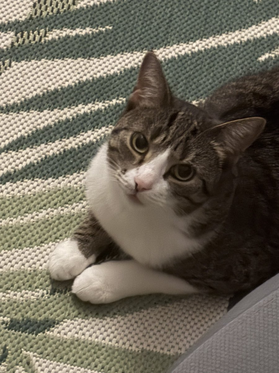 greenappleaday's tweet photo. Cat . #Kitty https://t.co/WietvLVhNM