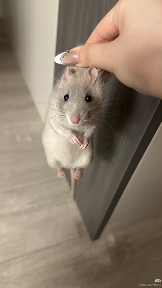 TweetsOfHamster's tweet photo. The mouse was caught 😭 https://t.co/ahMaYq6WYw