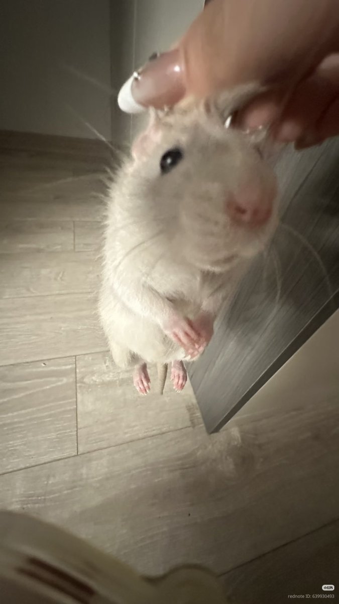 TweetsOfHamster's tweet photo. The mouse was caught 😭 https://t.co/ahMaYq6WYw