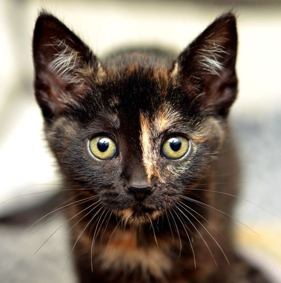 yoga_and_more's tweet photo. do you love me ne?? ❤️ 😺 🎉 🎈 🍀 ❤️ https://t.co/N0CItvjI1y