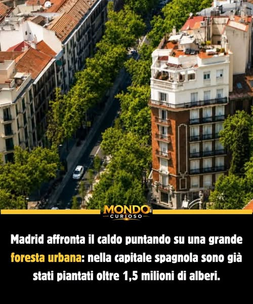 pierpi13's tweet photo. Madrid sta combattendo il caldo senza costruire nuove torri, ma piantando qualcosa che cresce lentamente e lavora ogni giorno: alberi.
Nella capitale spagnola il verde urbano non è considerato soltanto un elemento decorativo.
È diventato una vera infrastruttura della città.
Oggi lungo le strade di Madrid si contano più di 300.000 alberi. Considerando anche quelli presenti nei parchi e nelle aree verdi gestite dal Comune, il patrimonio complessivo supera il milione e mezzo di esemplari.
Numeri che raccontano una strategia costruita nel tempo.