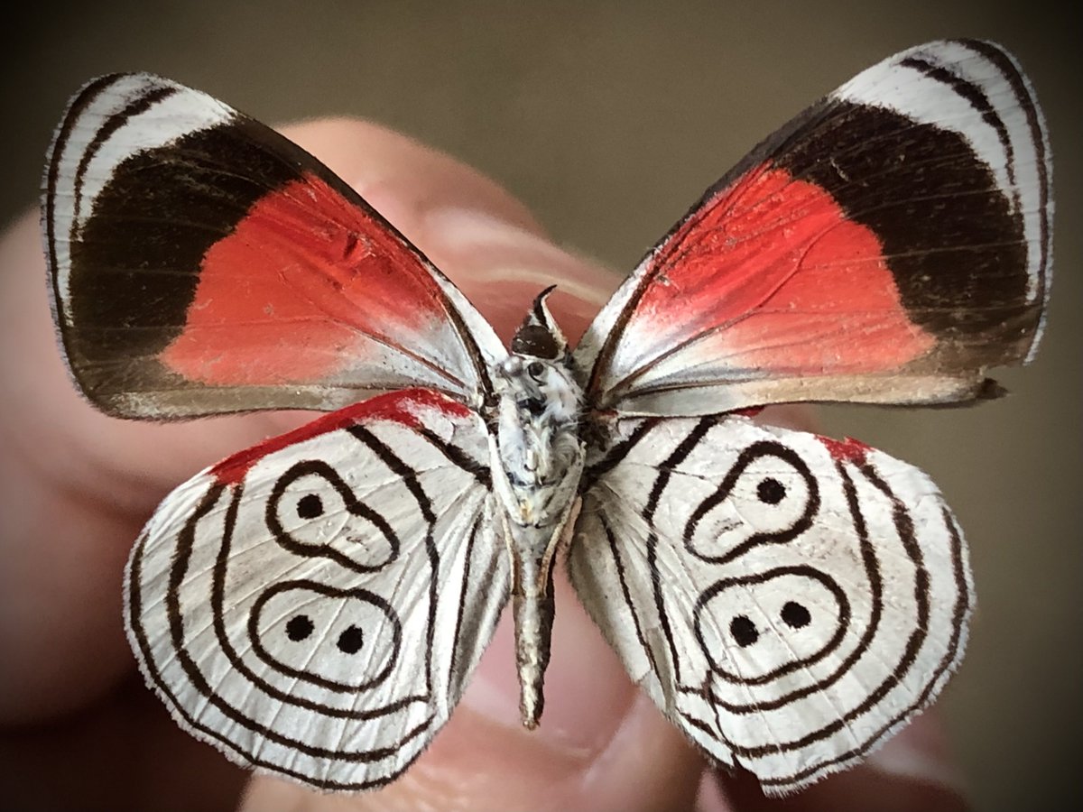 Insect_loves_'s tweet photo. 89？98？
ウラモジタテハ https://t.co/iMSVYqEyGr