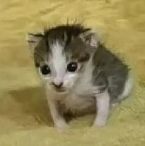 Rammstera_2's tweet photo. @chnmnlvrs OLUUUURRRR https://t.co/XpcU19JGMZ