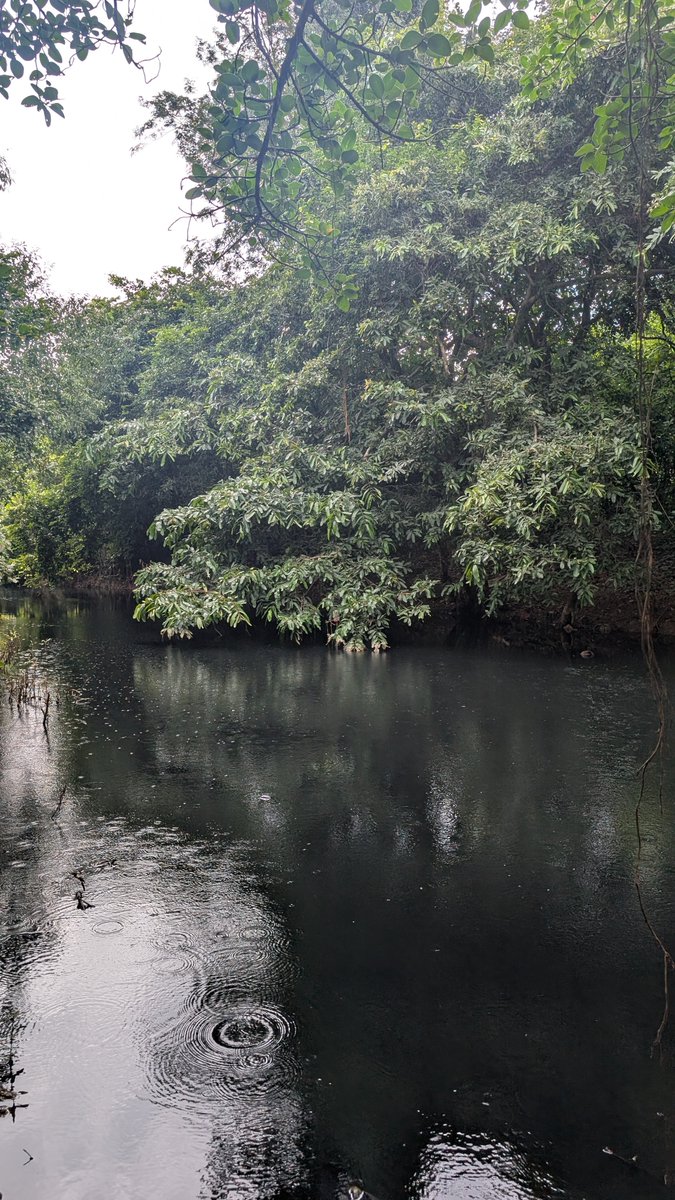 Prafulsr's tweet photo. @saveguruganga @TOIBengaluru @News18Kannada @Moeffc @WWFINDIA https://t.co/4xtncPyWaB