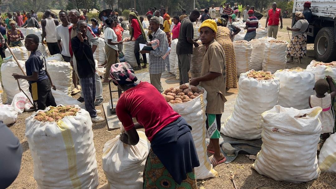KarongiDistr's tweet photo. Twongeye gusarura ibirayi. Ni nyuma yuko ubuyobozi bubishishikarije abaturage, bugafata iya mbere mu gukorana nabo umuganda wo guhinga no kubitera, ndetse bukabaha n'imbuto n'ifumbire. Mu kibaya cya Nyakariba abaturage bafatanyije n'abayobozi kubisarura ku munsi w'ejo. Amafoto: https://t.co/cMPrtRD3bm