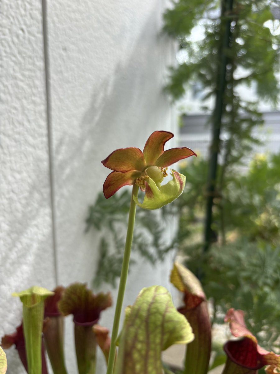 MASCARAS18's tweet photo. はじめてサラセニアの花が咲いた。周りの草に囲まれながら凛と立つ姿はボレロのあれみたいやん!!!!あれよあれ!!!!
#鳥栖サポ園芸部 https://t.co/ahK7aFaAyo
