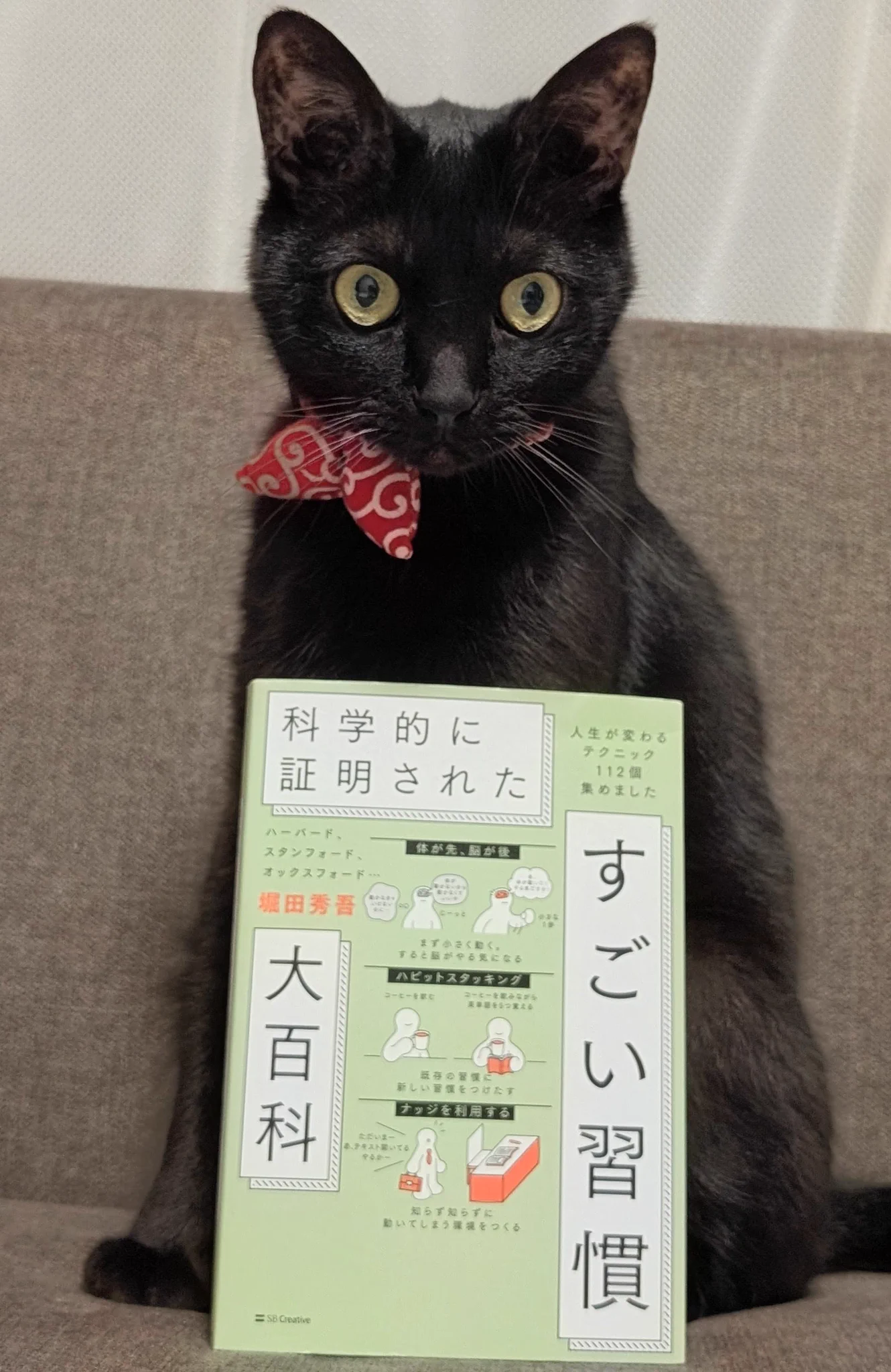 仔猫を拾ったので on X: 