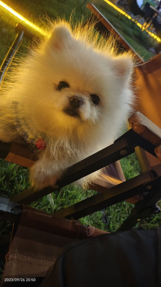 VincentRectra's tweet photo. [My tiny pup made my tough Monday way softer  Just 5 mins of snuggles and his wiggly tail fixed everything! Pet love hits different every time. #DogLovers #PetCompanion] https://t.co/3wCBqx51RF