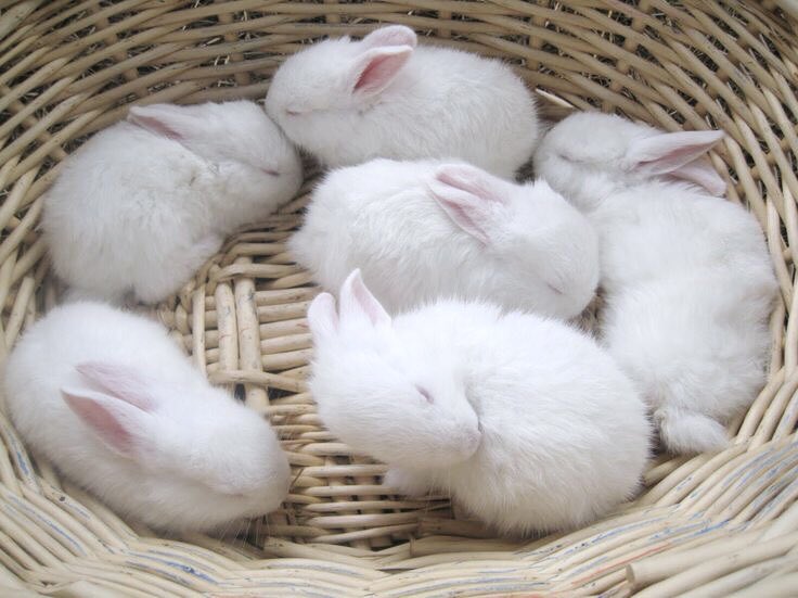 kitydolls's tweet photo. me and the gang 🐇 https://t.co/5LX0gtHb8c