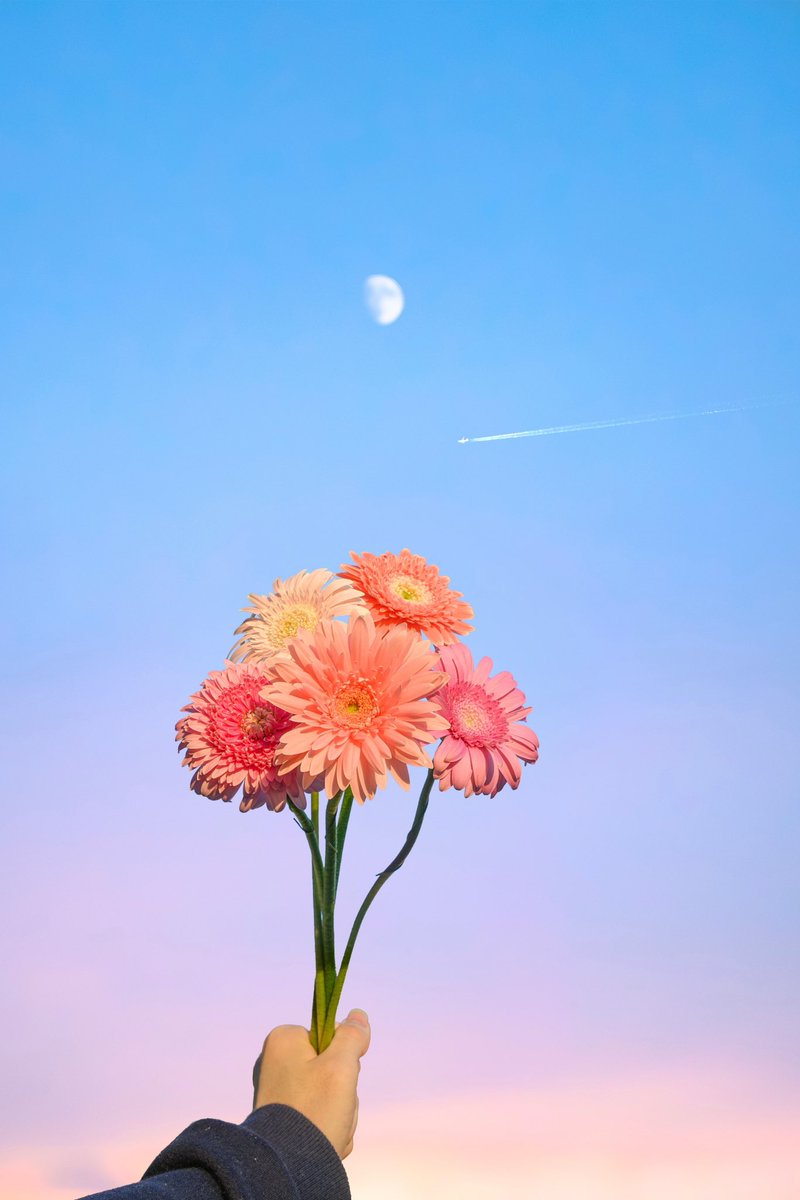 Noah_photobook's tweet photo. 淡色のお花が好き。 https://t.co/jZ7JrCPg44