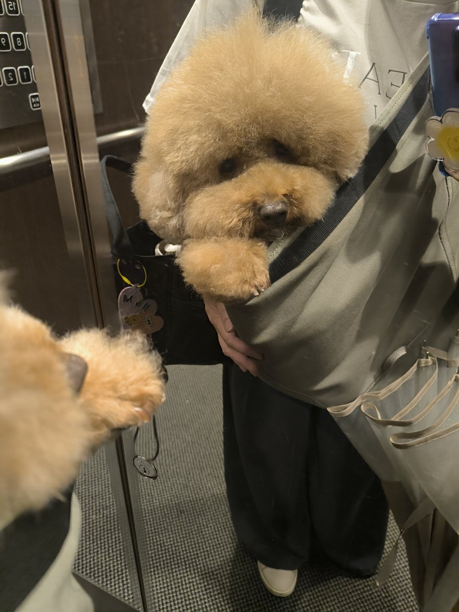 the_cavapoo tweet picture