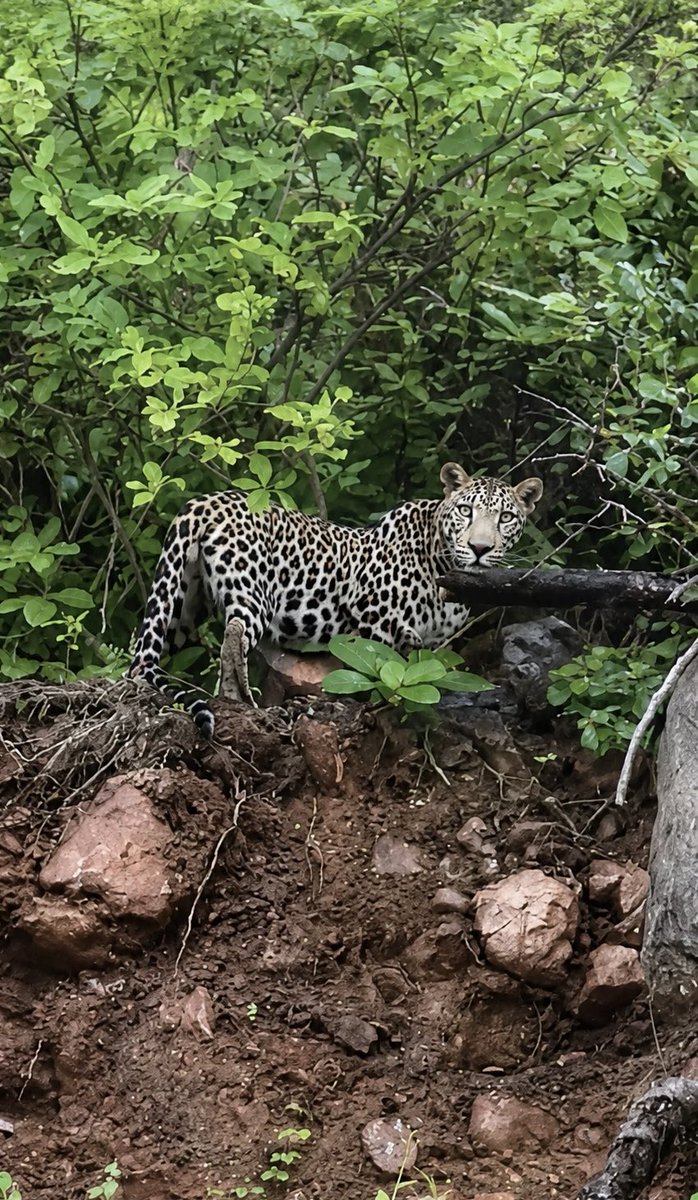 Sa_lalah1's tweet photo. النمر العربي في جبال ضلكوت🐆 https://t.co/F2OxoEsW30