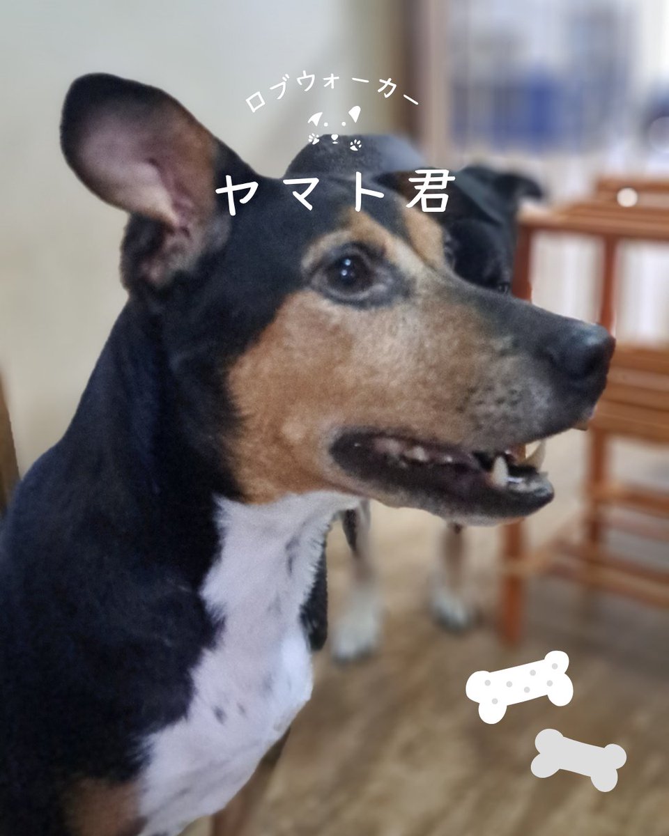 PyuaRabu's tweet photo. #千葉ペットホテル
ロブウォーカー【千葉ブリーダー・ペットホテル】
久し振りお泊まりに来てくれました
ヤマト君、最初は緊張と不安で身体に触れようとしたら唸る事も有りましたが3回目のお泊まりとなると、慣れてくれたのか身体を撫でてと寄って来てくれます。8月11日から17日のお泊まりです。 https://t.co/qwuZc1ByEj