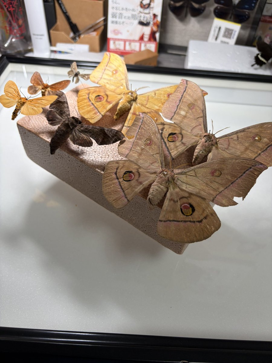 luehdo's tweet photo. どうやら新品を卸す理由が出来たようだなｧ
ヤママユ亜種個体変異（黒化、カキシブ等）用の箱にするか https://t.co/7GoO2MabZ8
