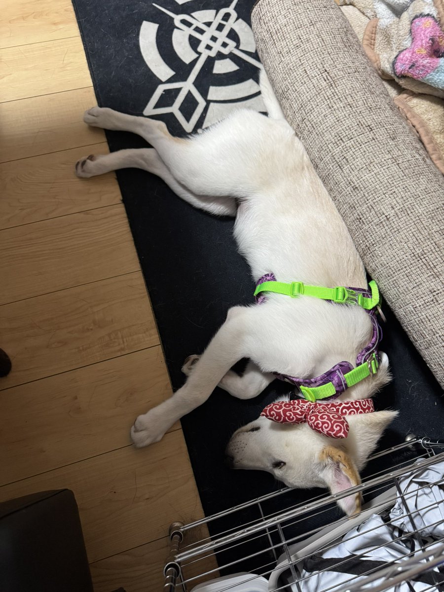otake621's tweet photo. 2ヶ月経過

5.5kg→13.5kg

でかくなりすぎでは… https://t.co/lOtiSV1KLd