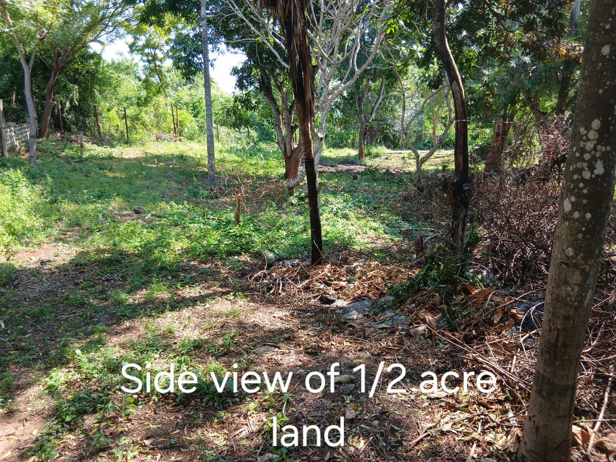 GKasuki's tweet photo. Investment opportunity in Diani, Kwale County:

½ acre sh 8.5million 
¼ acre sh 4.5million 

Located 3rd row from the beach in a secure area served by a graded road that is 300m from the tarmac. 

Clean title. 

Contact: 0713 855 765 https://t.co/nBGijyAmpc